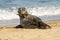 Grey common seal on sandy beach