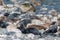 Grey and Common seals enjoying the sun