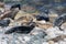 Grey and Common seals enjoying the sun