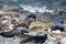 Grey and Common seals enjoying the sun