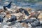 Grey and Common seals enjoying the sun