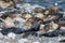 Grey and Common seals enjoying the sun