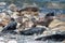 Grey and Common seals enjoying the sun