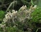 Grey Coral Fungi