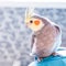 Grey Corella Parrot Nymphicus hollandicus sitting on the shoulder