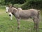 Grey Cotentin donkey in a field