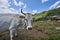 Grey Cow with large horns on Giovo Pass in Italy. Cows on Mountain in the Alps