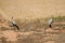 Grey crane birds back to back in a wheat field