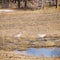 Grey cranes in forest in Siberia at early spring