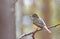 A Grey Crested Flycatcher perched on a branch in the forest in Canada