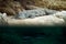 Grey crocodile on shore