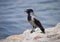 A grey crow basks in the sun on a rocky riverbank.