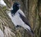 Grey crow on the branch (Corvus cornix)