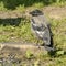 Grey crow chick. Waiting for parents to bring food.