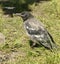 Grey crow chick. Waiting for parents to bring food.