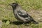 Grey crow chick. Waiting for parents to bring food.