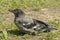 Grey crow chick. Waiting for parents to bring food.