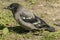 Grey crow chick. Waiting for parents to bring food.