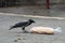 A Grey Crow Eating Bread