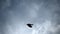 grey crow in flight. Advanced species of commensal animals