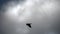 grey crow in flight. Advanced species of commensal animals