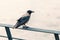 Grey crow or hooded crow Corvus cornix 2