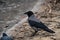 Grey crow on river coast winter nature