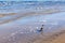 Grey crow walking in sea water near seacoast, shot from the back