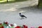 Grey crow walks near flowerbed
