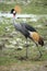 Grey crown Crane head held high