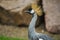 Grey crown crane looking alerted towards the sky