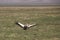 Grey crown crane at Ngorongoro National Park.