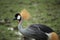 Grey crown Crane side view