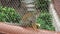 Grey-crowned Central American squirrel monkey Saimiri oerstedii citrinellus