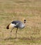 Grey crowned Crane