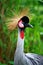 Grey Crowned Crane