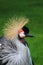 Grey Crowned Crane