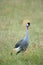 Grey Crowned Crane