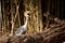 Grey Crowned Crane