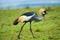 Grey crowned crane