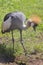 Grey Crowned Crane