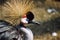 Grey Crowned Crane