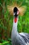 Grey Crowned Crane