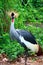 Grey Crowned Crane