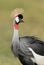 Grey Crowned Crane in Amboseli, Kenya