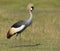 Grey Crowned Crane in Amboseli National Park in Kenya