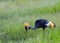 Grey crowned crane, Amboseli National Park, Kenya