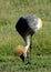 Grey crowned crane, Amboseli National Park, Kenya