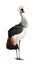 Grey Crowned Crane - Balearica regulorum (18 month