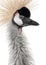 Grey Crowned Crane - Balearica regulorum (18 month